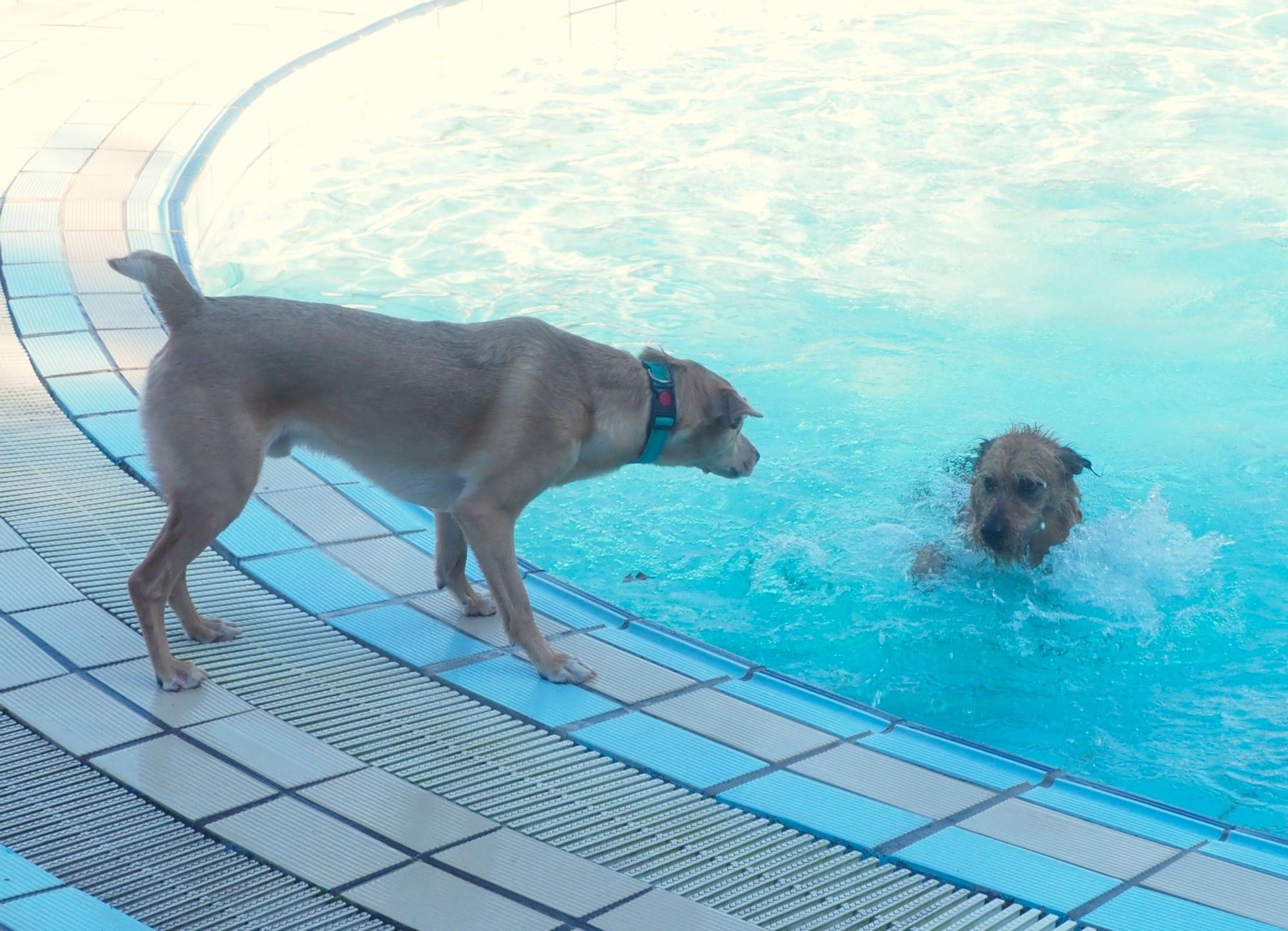 Las piscinas de Eibar han sido coto privado para los perros