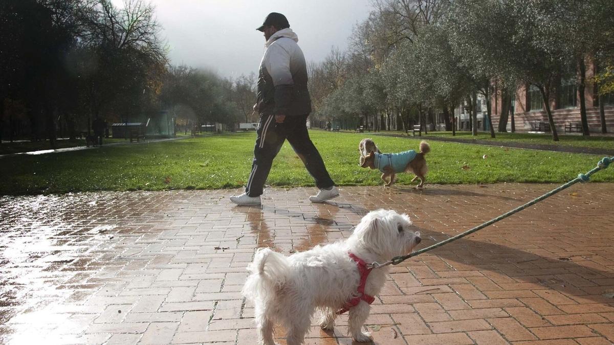 Personas paseando a sus perros en Judimendi