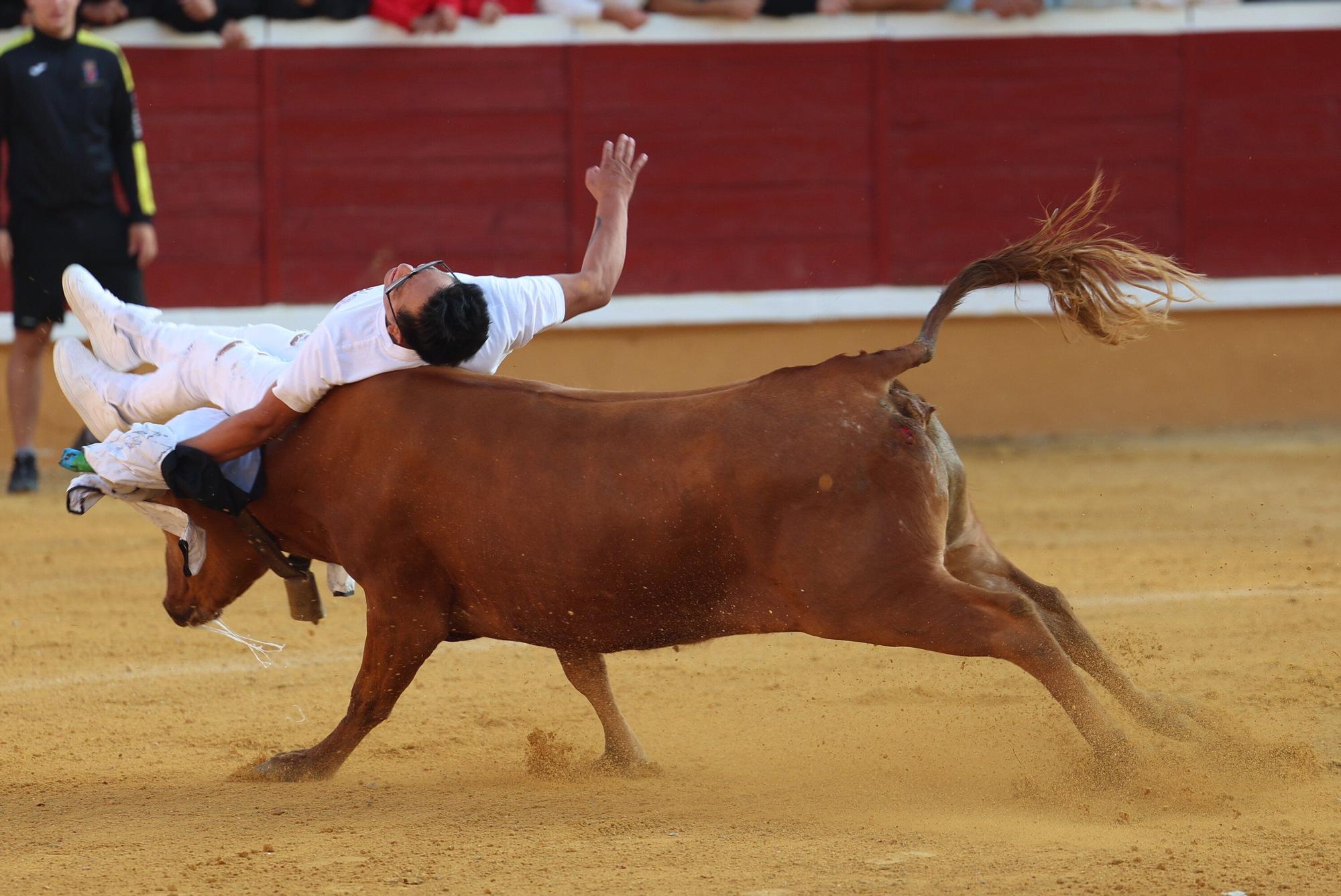 Suelta de vaquillas tras el tercer encierro de Tudela
