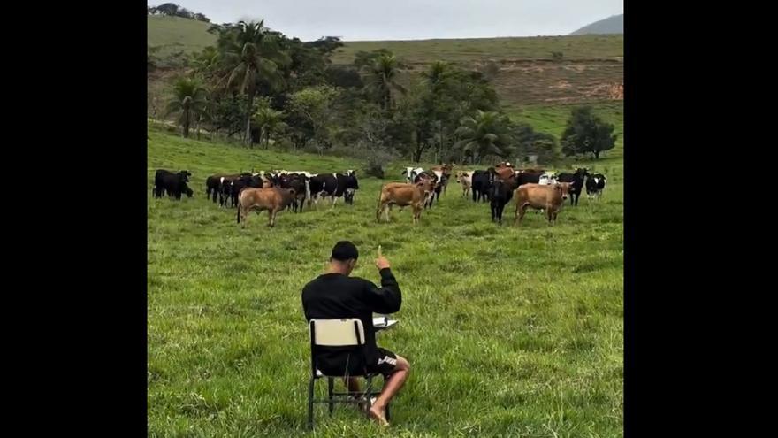 El vídeo viral del granjero que pasa lista a las vacas y responden cuando las nombra
