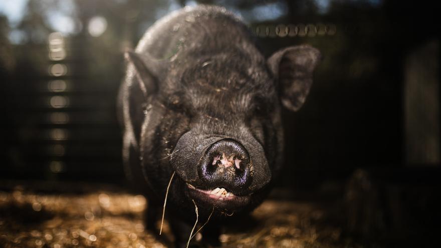 Agricultura designa 6 científicos para asesorar sobre el brote de peste porcina en el Estado