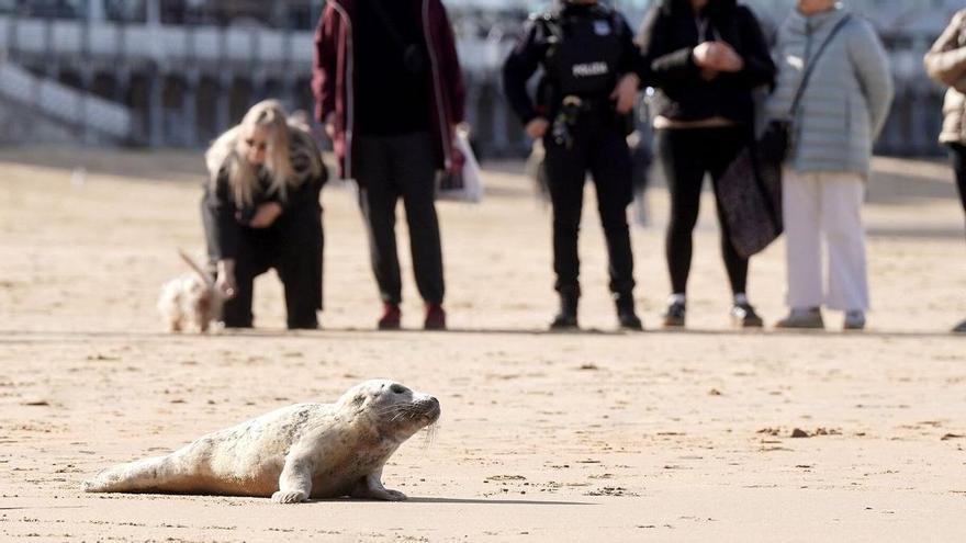 Euskadi-Sareus atendió a 31 animales varados en las costas en 2025: el último, una foca que esta semana ha regresado al mar