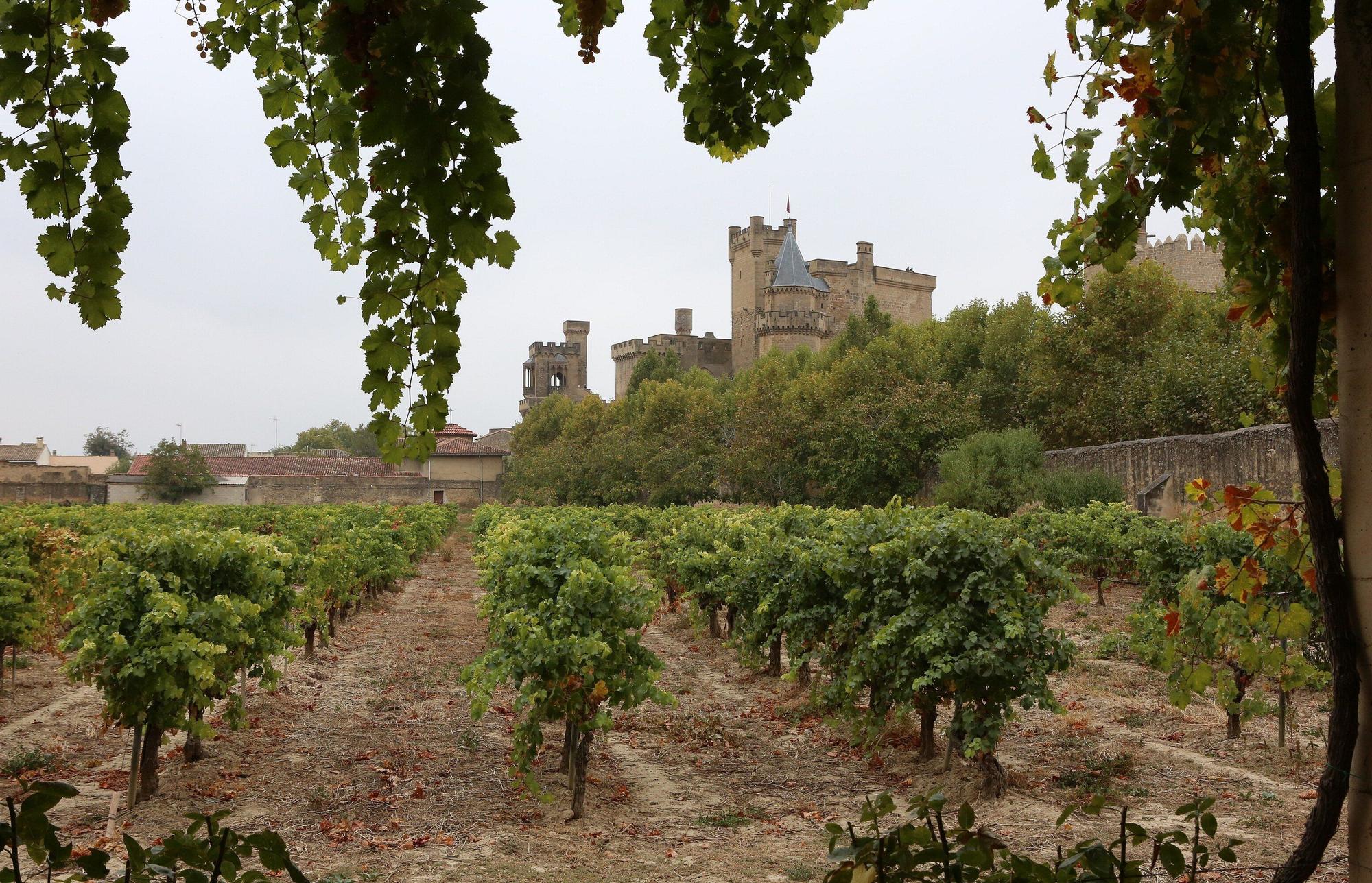 Vendimia en Navarra 2025 | Fotos del simbólico 'corte del último racimo' en Olite