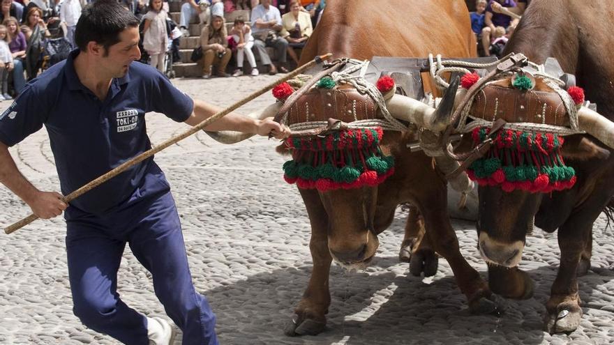 ATEA aplaude la supresión del &#039;encierro txiki&#039; de Llodio y del paseo de bueyes en las fiestas de Vitoria