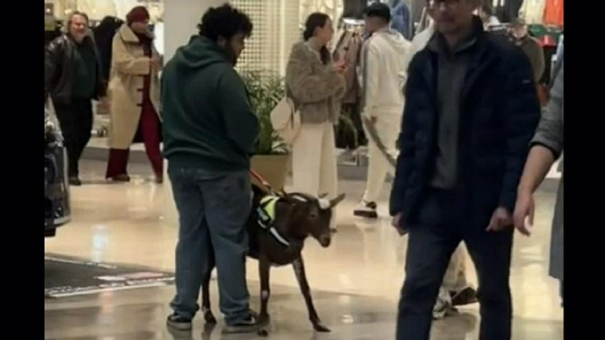 Aparece paseando a una cabra con pañales por un centro comercial de Sevilla