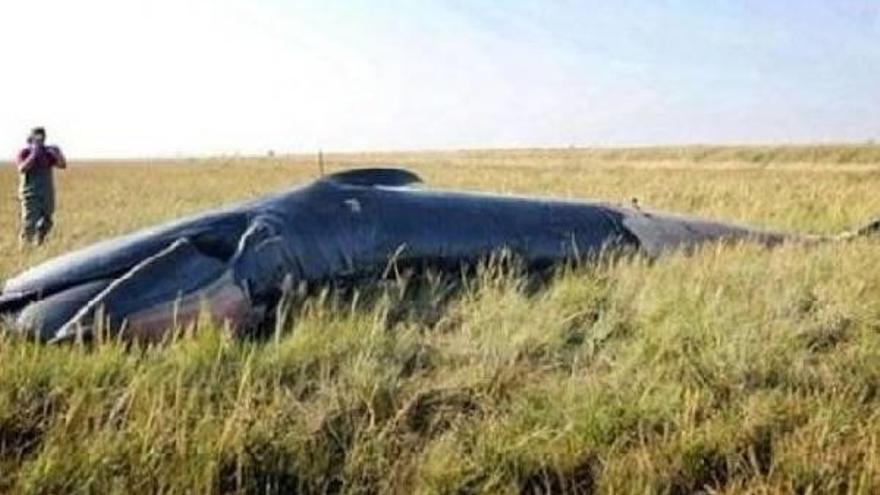 Encontrada en Gran Bretaña una ballena muerta 800 metros tierra adentro.