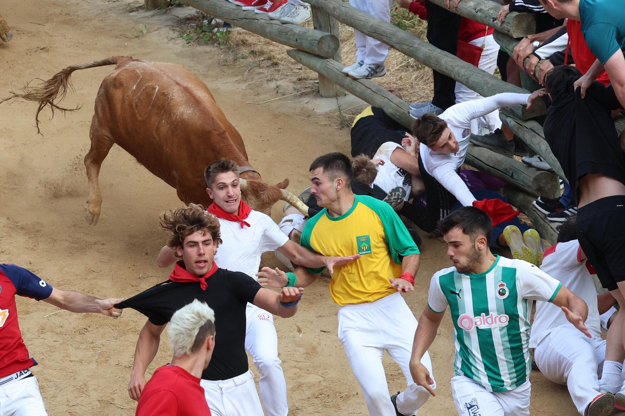 Fotos del quinto encierro del Pilón de Falces 2025 con vacas de Eulogio Mateo