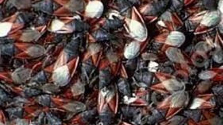 Un plaga de chinches obliga a cerrar temporalmente la tienda de Nike en Nueva York