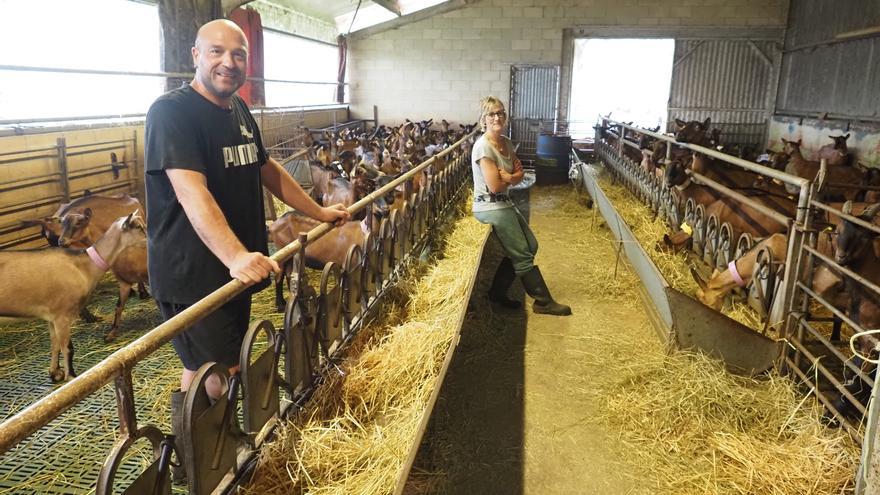 &quot;Las cabras son más complejas de lo que pensamos; ahora están en celo y esto parece Sodoma y Gomorra&quot;