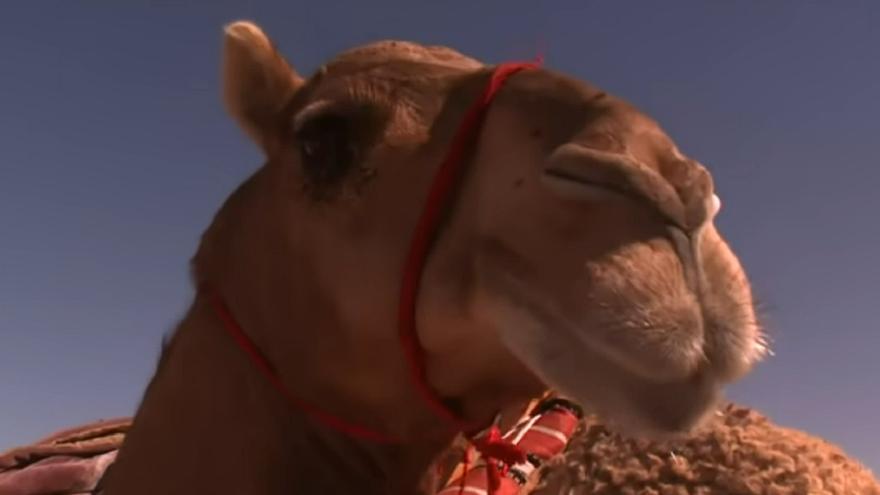 Descalifican a 20 camellos de un concurso de belleza por bótox e implantes de silicona