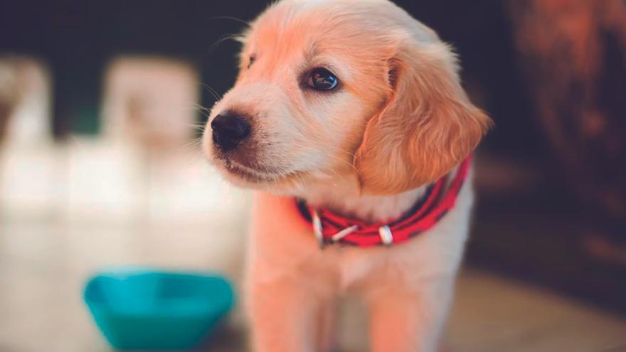 ¿Por qué no es buena idea regalar mascotas en Navidad?