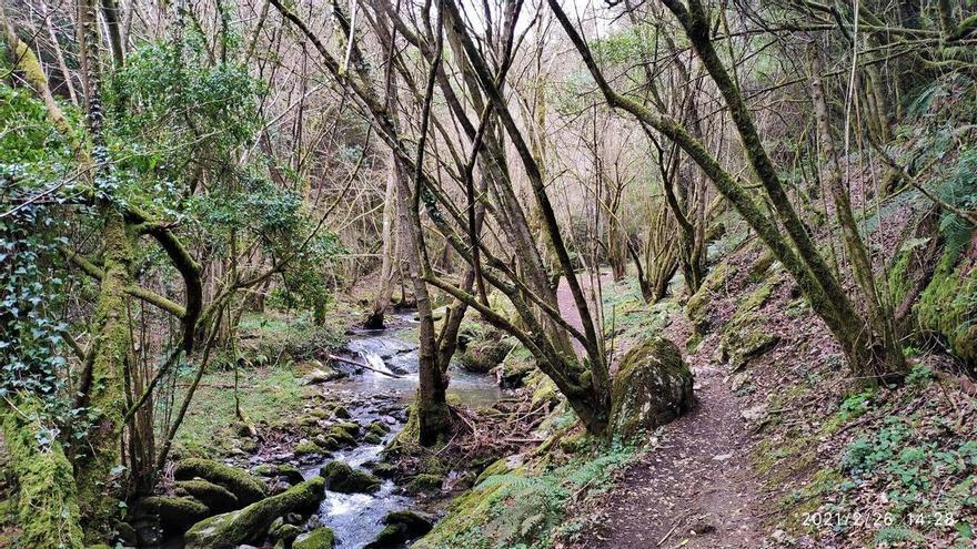 Una senda entre bosques a 10 minutos de Bilbao
