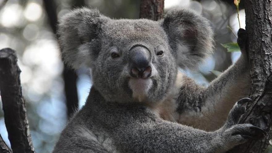 Proponen un sacrificio masivo de koalas para salvarlos de la clamidia