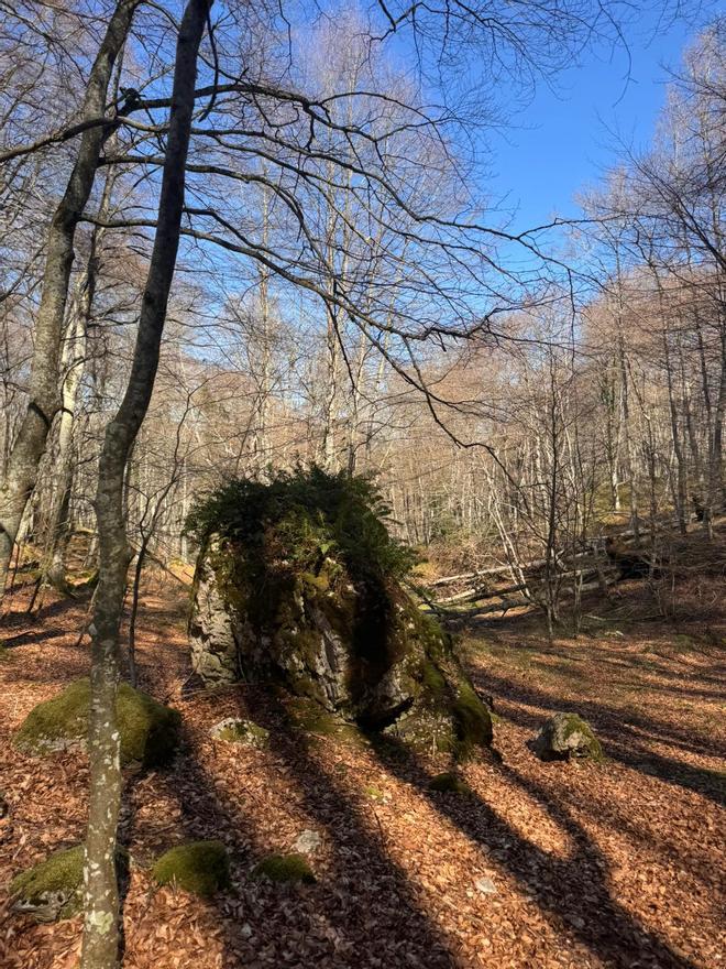 El bosque deja rincones de gran belleza