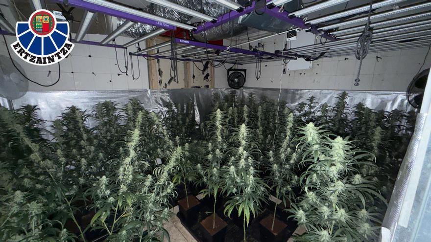 Acuden a sofocar un incendio en un piso de Lemoa y descubren una plantación de marihuana