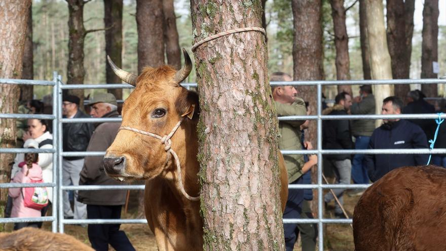 Planas pide en Bruselas un seguimiento de las enfermedades animales tras &quot;los primeros focos&quot; de dermatosis nodular contagiosa