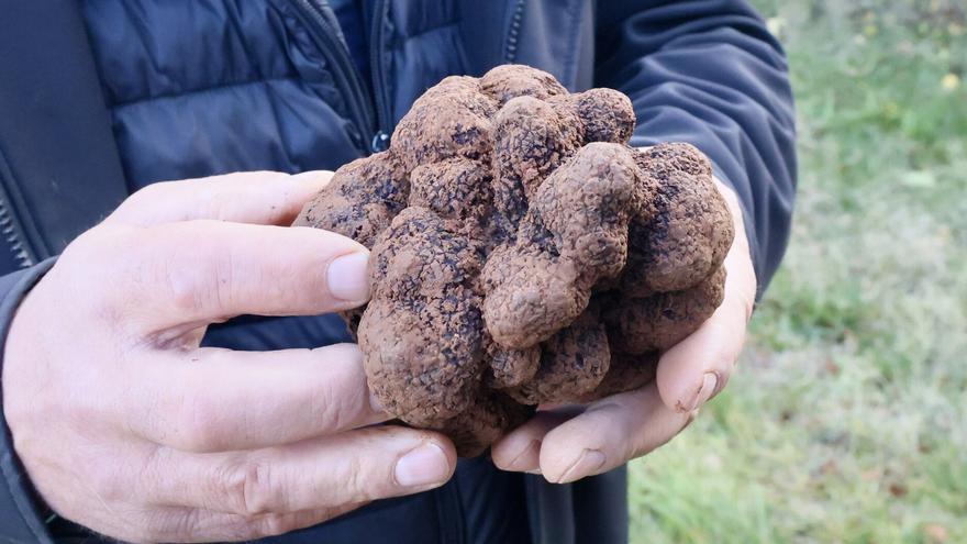 Encuentran una trufa de más de 500 gramos en Campezo