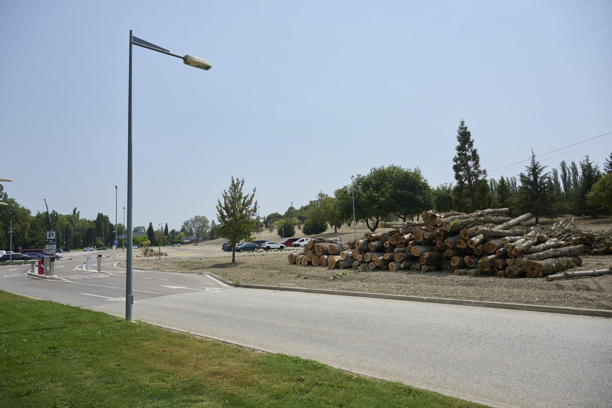 Tala de árboles en la Universidad de Navarra