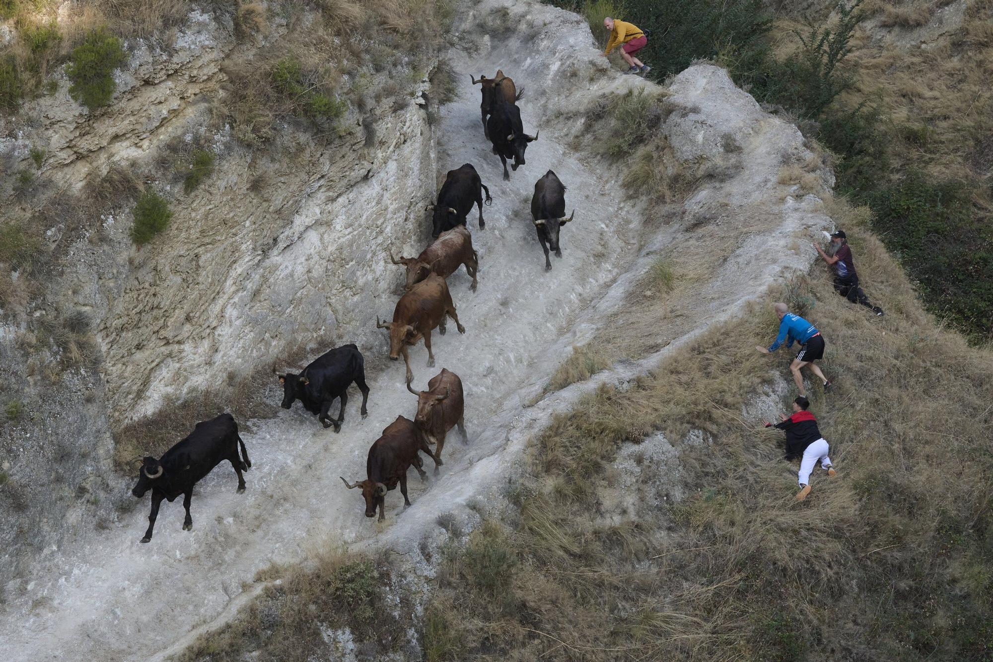 Fotos del último encierro del Pilón de Falces 2025