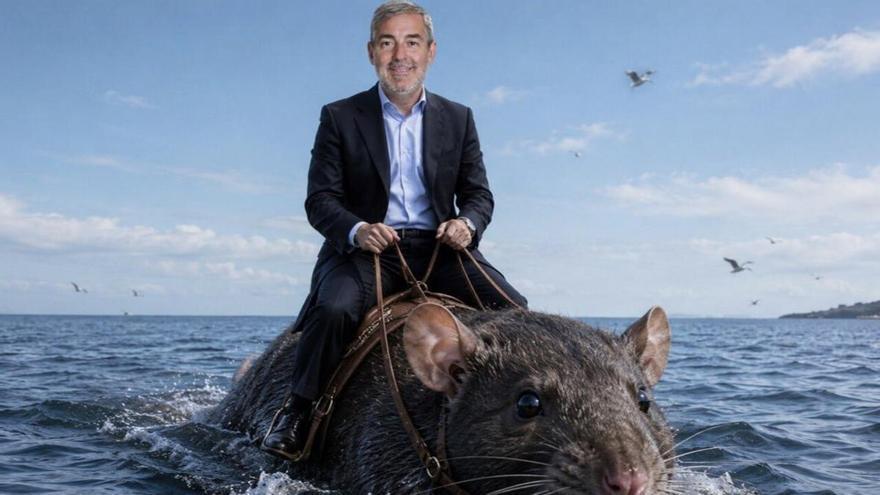 Ni tiburones ni medusas: el nuevo terror de las playas canarias son las 'ratas de Clavijo'