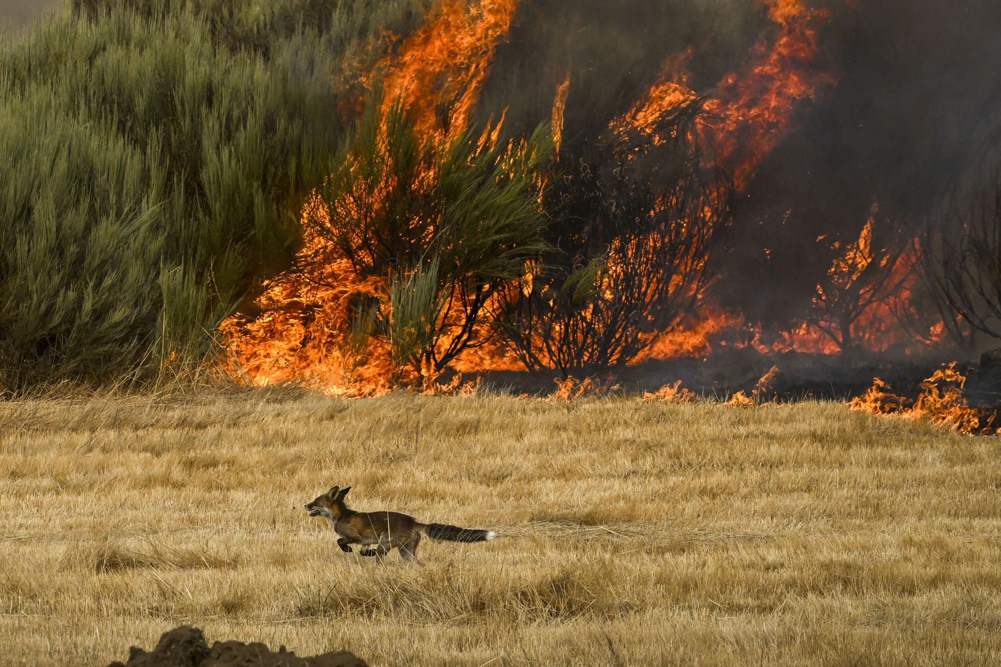 Incendios en Ourense: labores de extinción en un nuevo fuego declarado en A Gudiña