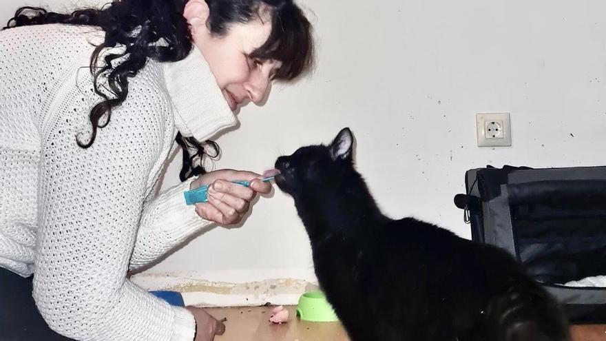 La historia de Bagguy, la gata viajera que encontró cobijo en el Ruta Europa