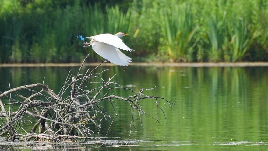 Detectan gripe aviar en seis aves en distintos puntos de Álava