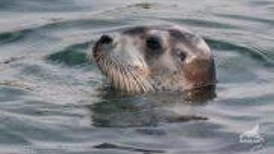 Aparece una foca barbuda en El Abra
