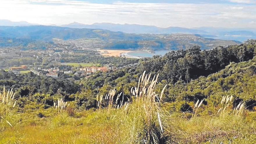 Crean una plataforma para controlar las plantas invasoras