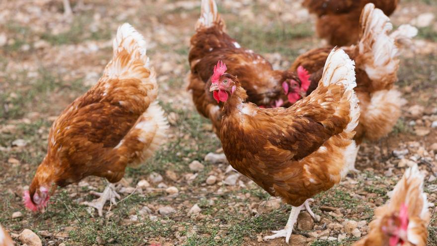 La gripe aviar eleva el temor a subir más el precio del huevo