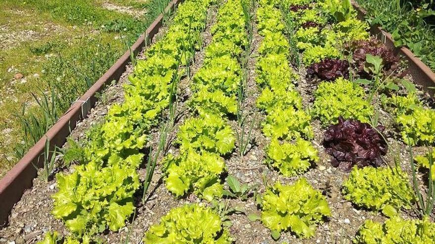 ¿Quieres tener una huerta en Pamplona? Aranzadi sortea 14 parcelas