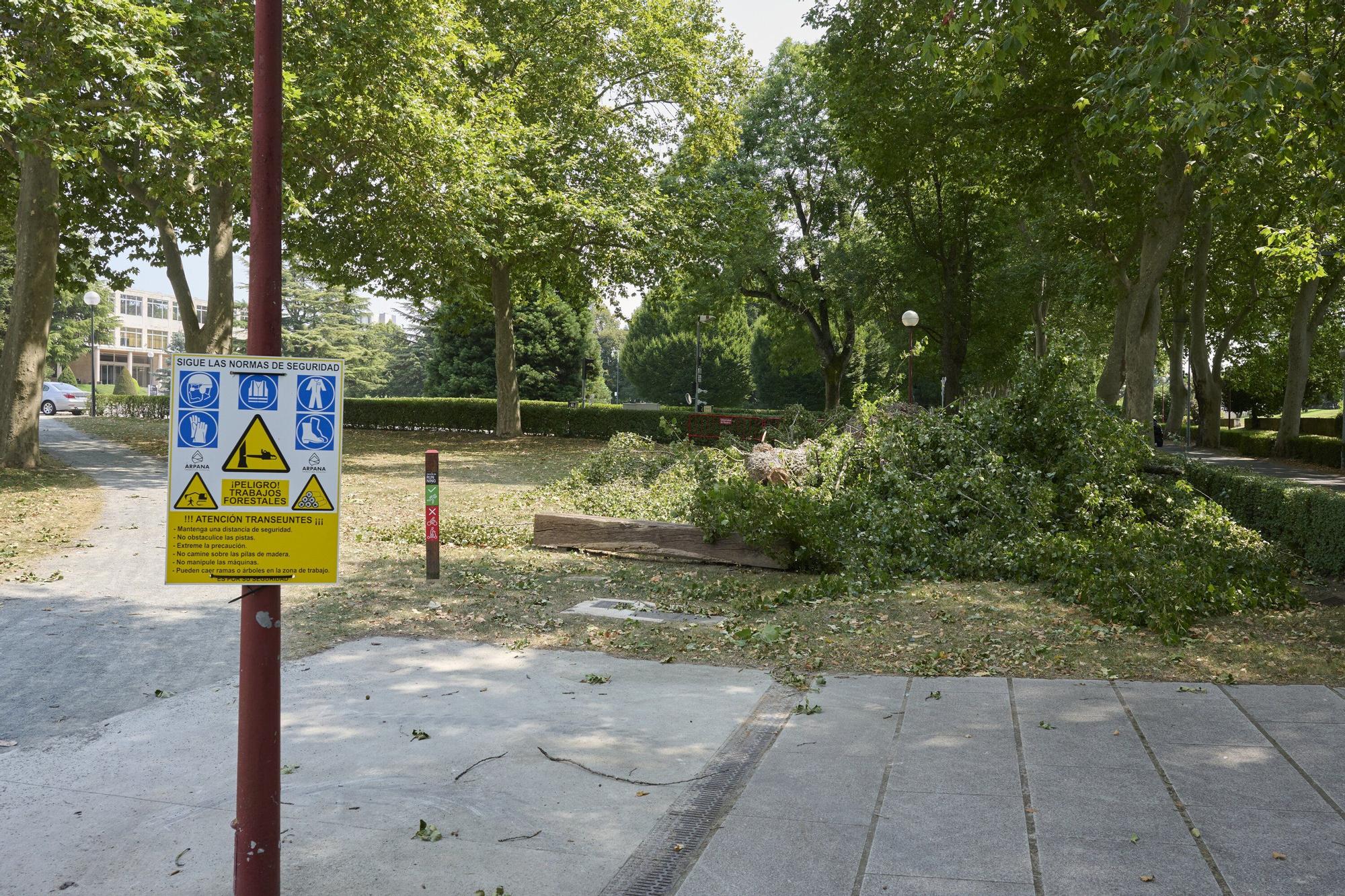 Tala de árboles en la Universidad de Navarra