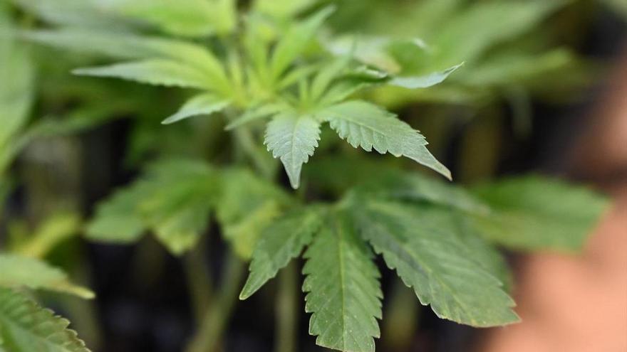 La Fiscalía pide cuatro años de prisión para tres acusados de tener una plantación de cannabis en Toledo
