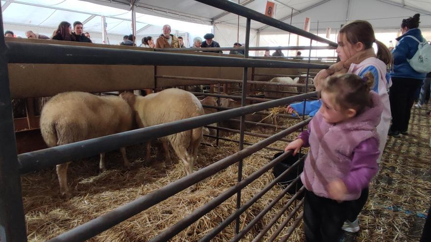 Estella-Lizarra reinventa las ferias, ya que no habrá ni venta y ni concursos de  ganado