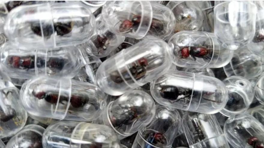 Detenido en un aeropuerto por llevar 2.000 hormigas reina vivas en su equipaje