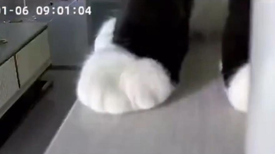 Vigila a su gato con una cámara remota instalada en casa y se encuentra esta sorpresa