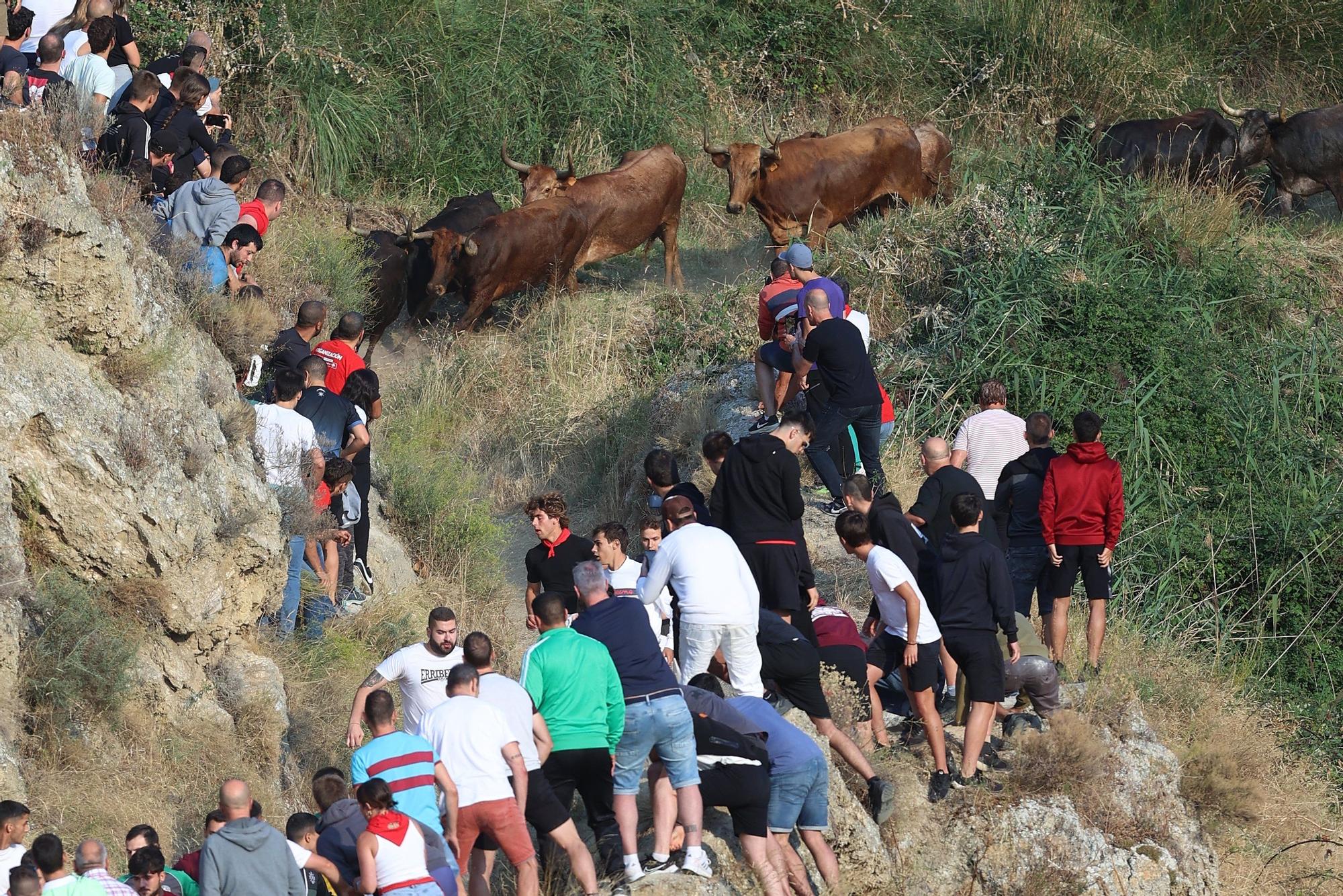 Fotos del último encierro del Pilón de Falces 2025