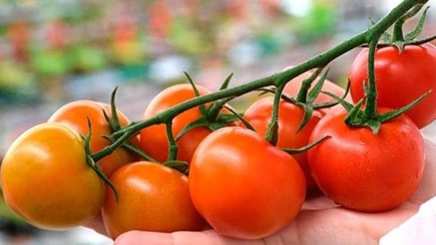 Tomate de La Cañada, el verdadero oro de Almería