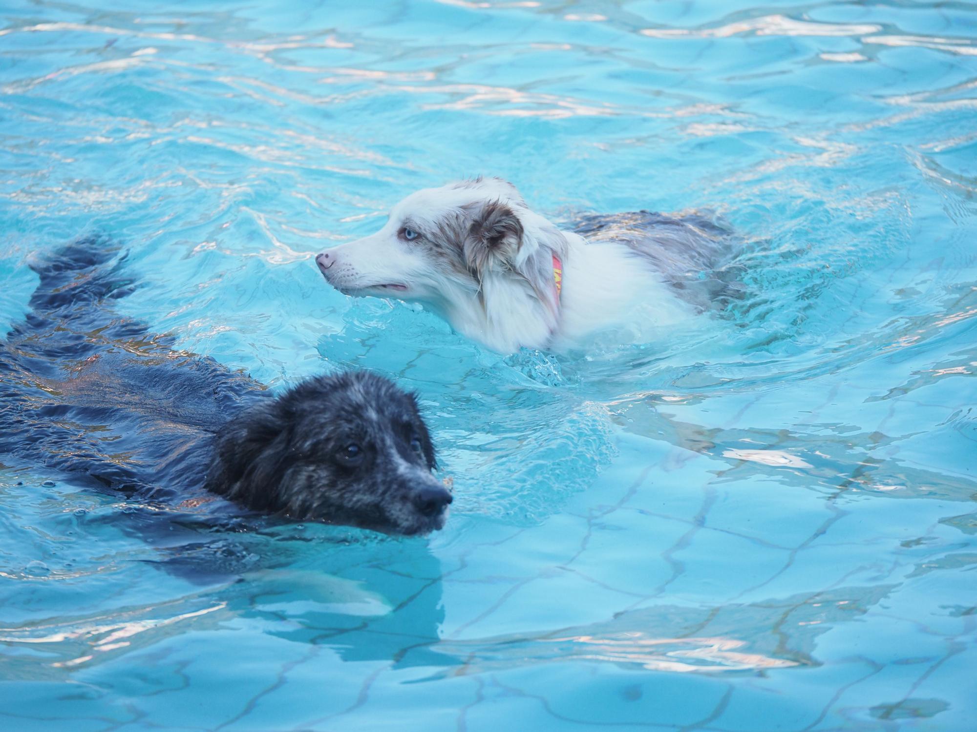 Las piscinas de Eibar han sido coto privado para los perros