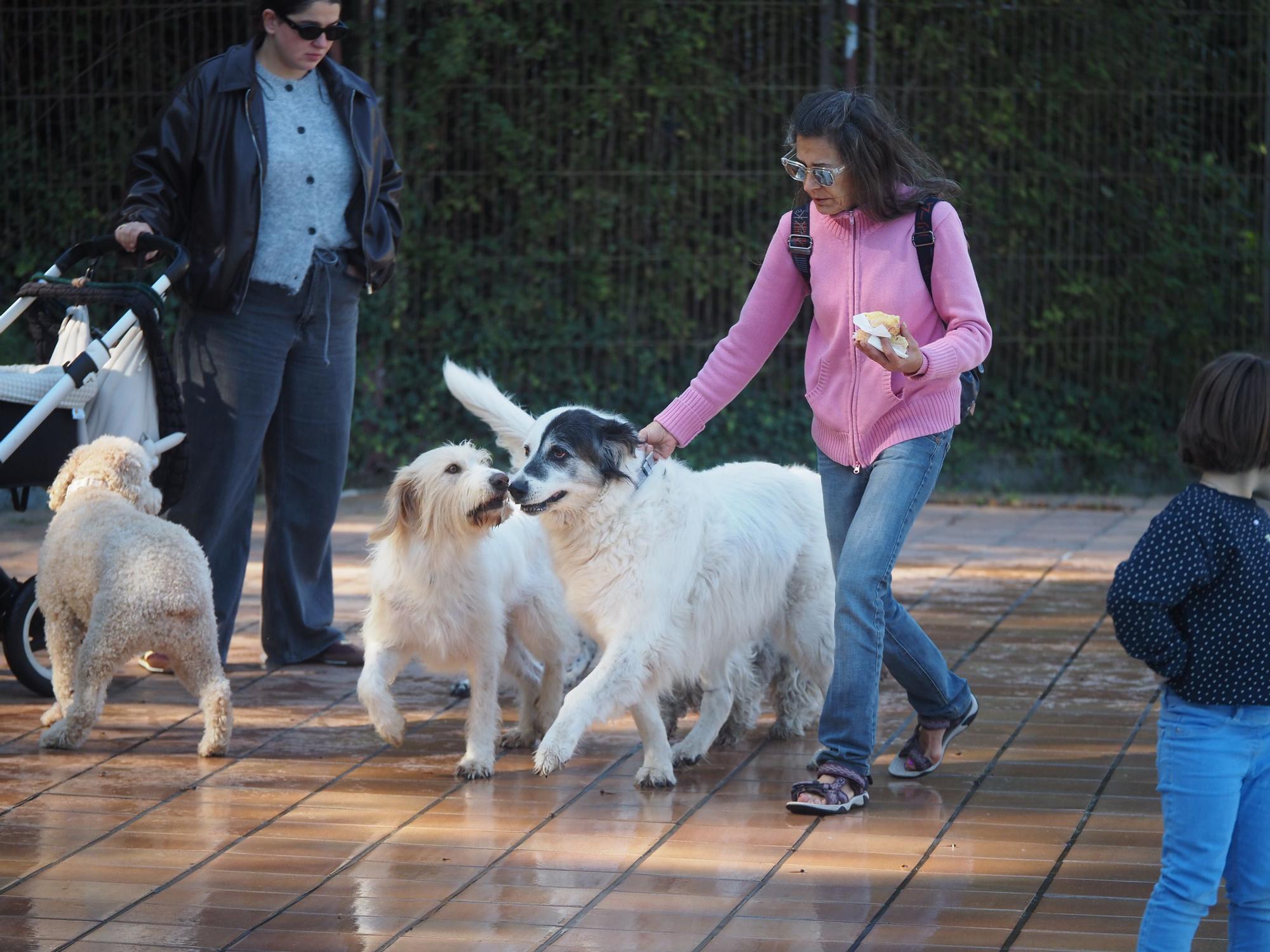 Las piscinas de Eibar han sido coto privado para los perros