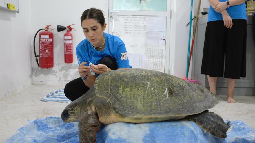 Del campus  a los arrecifes: la otra cara de vivir en Maldivas salvando animales