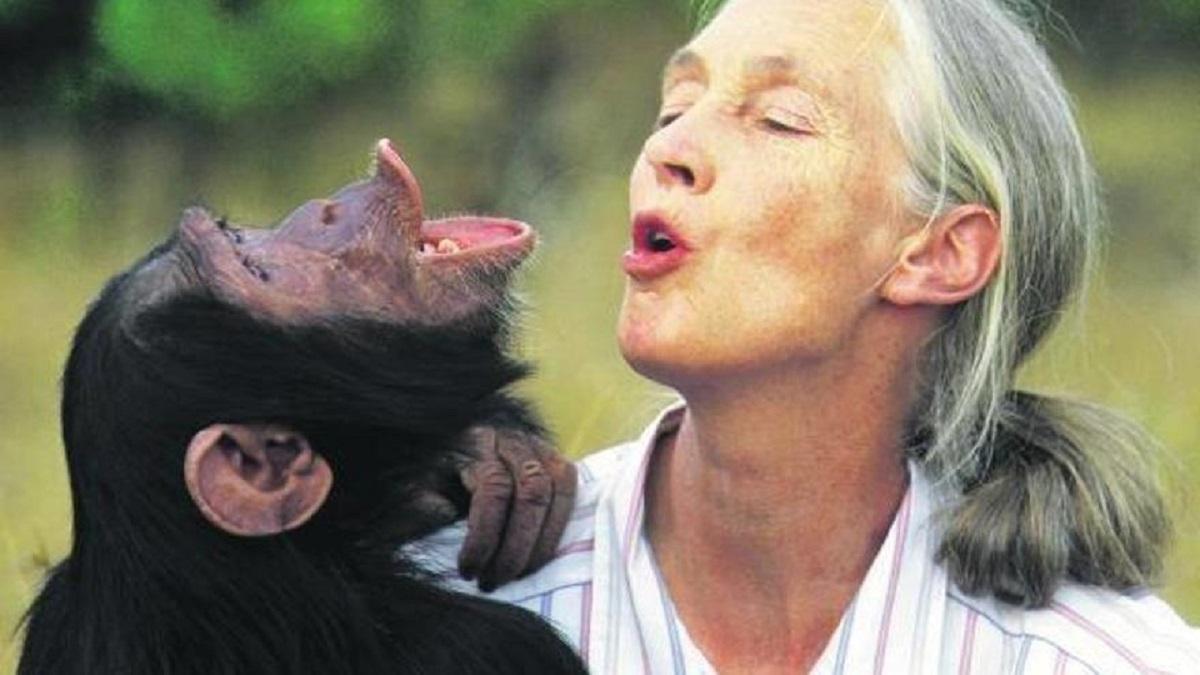 Jane Goodall junto a un chimpancé