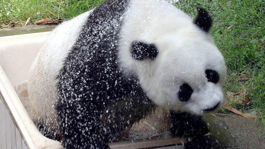 Fotografía de archivo que muestra al oso panda &#039;Basi&#039;.