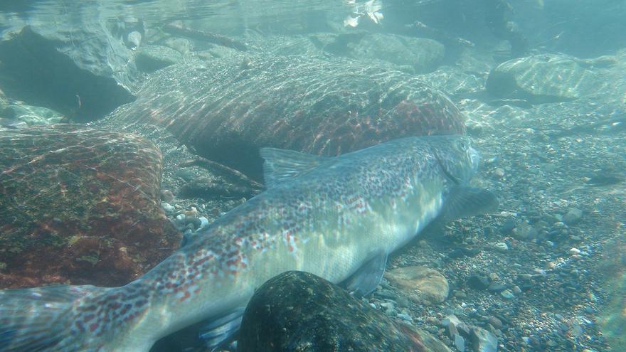 El incremento de la temperatura afecta a los ríos navarros y a sus especies