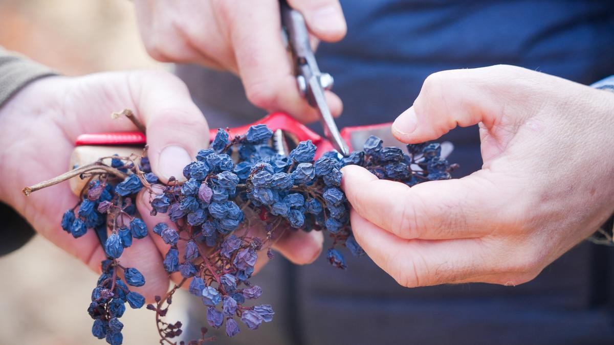 Uva afectada por la mildiu.