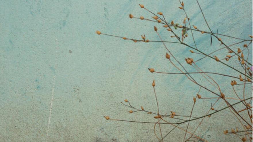 'More than weeds'