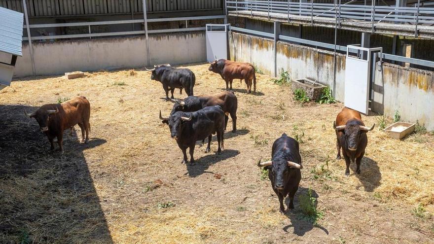 Ya están aquí: desembarcan en la plaza y corralillos los primeros toros de San Fermín