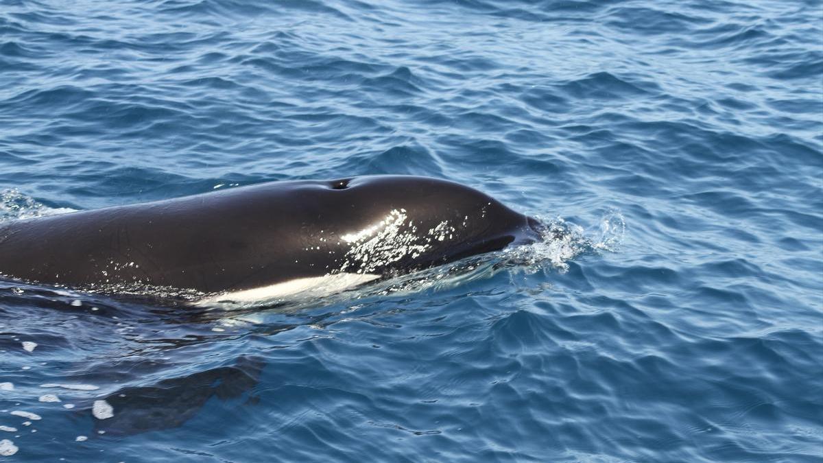 Una orca en una foto de archivo.