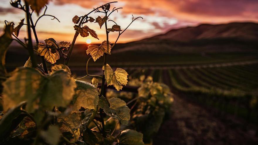 KUBE, el primer vino alavés elaborado con tradición y apoyado por inteligencia artificial