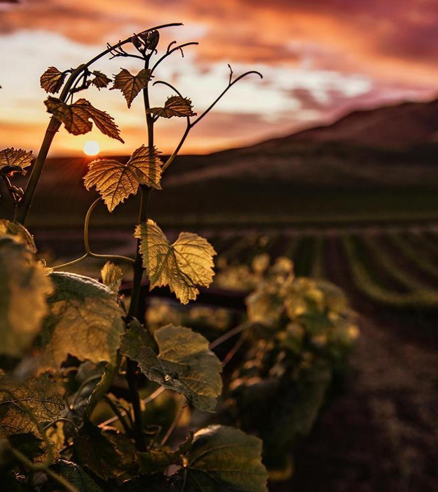 KUBE, el primer vino alavés elaborado con tradición y apoyado por inteligencia artificial